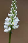 Boykin's milkwort